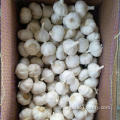 Fresh pure white garlic 5.5 cm